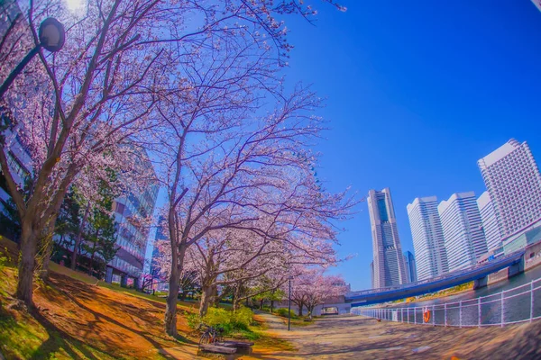 横浜みなとみらい桜 撮影場所 神奈川県横浜市 — ストック写真