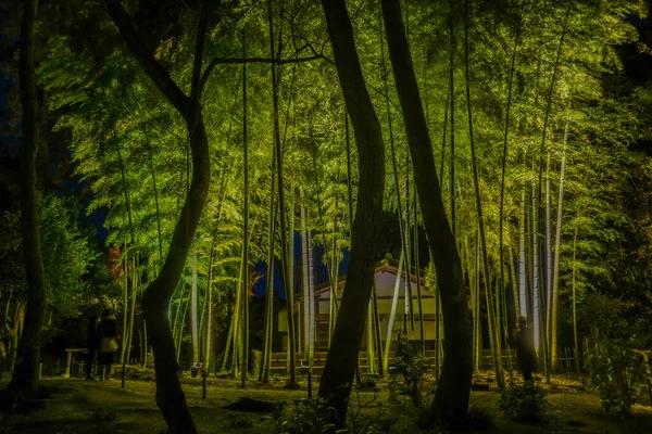 Bir Sürü Bambu Koruluğu Çekim Konumu Kyoto — Stok fotoğraf