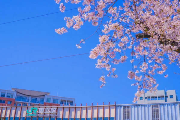 大学通りに桜が咲きます 撮影場所 東京都立川市 — ストック写真