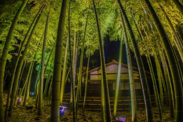 Muchos Bambú Arboleda Bambú Ubicación Del Disparo Kyoto —  Fotos de Stock