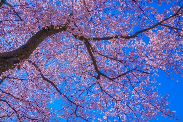 Kirschblüten Auf Der National Universitätsstraße Drehort Stadt Tachikawa Tokio — Stockfoto