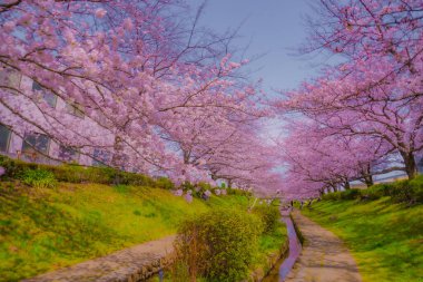 Egawa Seseragi Green Yolu. Çekim yeri: Tsuzuki Ward, Yokohama