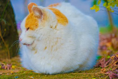 Kedi soğukta kıvrıldı. Çekim yeri: Naka -ku, Yokohama -shi