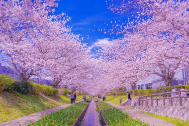 Egawa Seseragi Green Yolu. Çekim yeri: Tsuzuki Ward, Yokohama