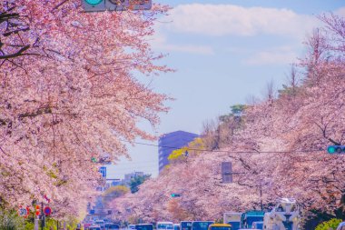 Ulusal / Üniversite Caddesi 'nde kiraz çiçekleri. Çekim yeri: Tachikawa Şehri, Tokyo