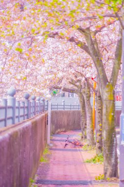 Ooka Nehri gezinti güvertesi Sakura. Çekim yeri: Minami -ku, Yokohama