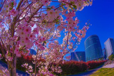 Takashima Mizukadai Park ve kiraz çiçekleri. Çekim yeri: Nishi -ku, Yokohama