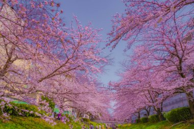 Egawa Seseragi Green Yolu. Çekim yeri: Tsuzuki Ward, Yokohama