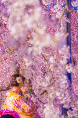 Kiraz çiçekleri ve kimonolu kadınlar. Çekim Konumu: Kyoto