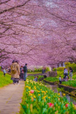 Egawa Seseragi Green Yolu. Çekim yeri: Tsuzuki Ward, Yokohama