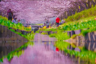 Egawa Seseragi Green Yolu. Çekim yeri: Tsuzuki Ward, Yokohama