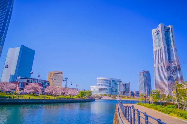 Yokohama Minato Mirai Fiori Ciliegio Ubicazione Delle Riprese Prefettura Yokohama — Foto Stock