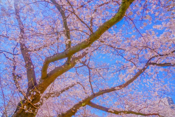 樱花盛开在国家 大学的大街上 射击地点 东京Tachikawa市 — 图库照片