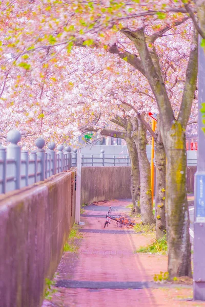 Paseo Del Río Ooka Sakura Ubicación Del Disparo Minami Yokohama — Foto de Stock