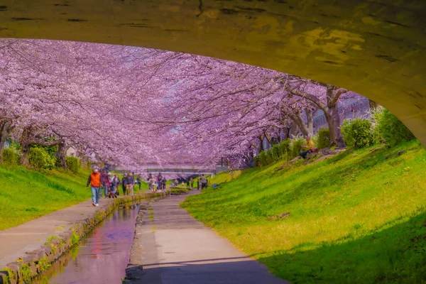 Egawa Seseragi Green Yolu 'ndan. Çekim yeri: Kohoku -ku, Yokohama