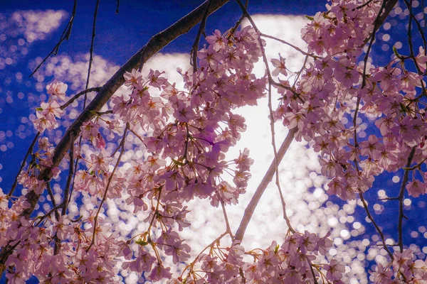 Άνθη Κερασιάς Στην Κοίτη Του Ποταμού Kamogawa Τοποθεσία Λήψης Κιότο — Φωτογραφία Αρχείου
