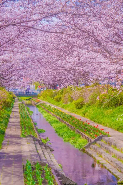 Egawa Seseragi Zielona Droga Miejsce Fotografowania Tsuzuki Ward Jokohama — Zdjęcie stockowe