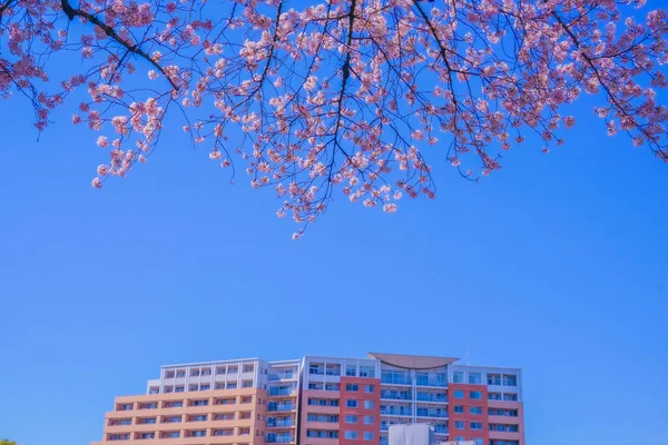 Kersenbloesems Nationale Universitaire Straat Schietplaats Tachikawa City Tokio — Stockfoto