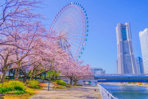 Yokohama Minato Mirai Körsbär Blommar Fotografering Plats Yokohama City Kanagawa — Stockfoto