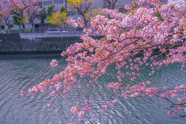 Ooka River Promenade Sakura Shooting Location Minami Yokohama — Stock Photo, Image