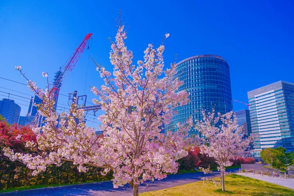 Parque Takashima Mizukadai Flores Cerezo Ubicación Del Disparo Nishi Yokohama — Foto de Stock