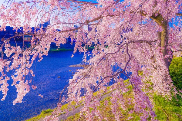 Kwitnie Wiśnia Korycie Rzeki Kamogawa Miejsce Fotografowania Kioto — Zdjęcie stockowe