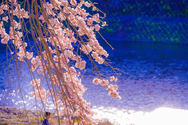 Třešňové Květy Dně Řeky Kamogawa Umístění Střelby Kjóto — Stock fotografie