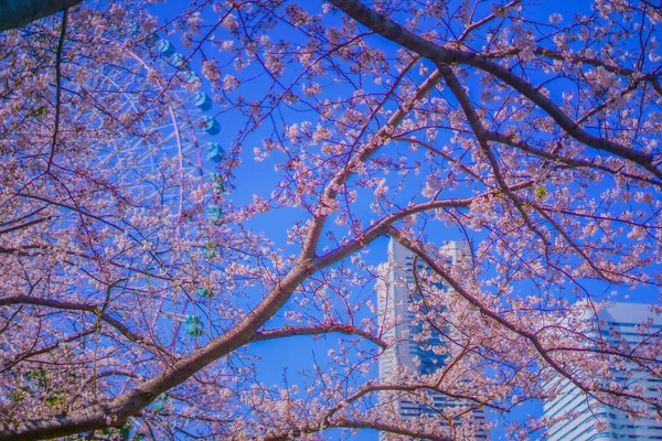 Иокогама Минато Мирай Цветёт Вишня Место Стрельбы Префектура Йокогама Город — стоковое фото