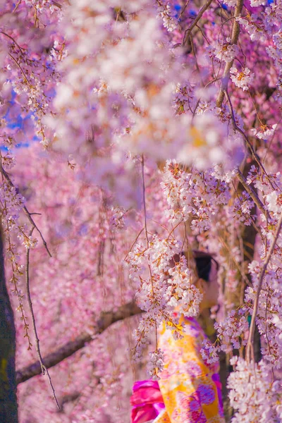 Цветущая Вишня Женщины Кимоно Место Съемки Киото — стоковое фото