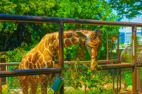 Kirin Nogeyama Zoo Shooting Location Naka Yokohama Shi — Stock Photo, Image