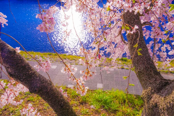 鴨川河川敷の桜 撮影場所 — ストック写真