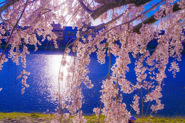 Цветение Вишни Русле Реки Камогава Место Съемки Киото — стоковое фото