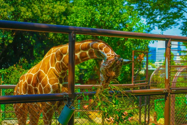 Кирин Зоопарк Ногейяма Место Съемки Нака Йокогама — стоковое фото