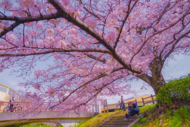 Egawa Seseragi Green Yolu. Çekim yeri: Tsuzuki Ward, Yokohama