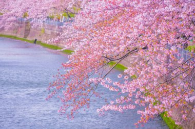Ooka Nehri gezinti güvertesi Sakura. Çekim yeri: Minami -ku, Yokohama
