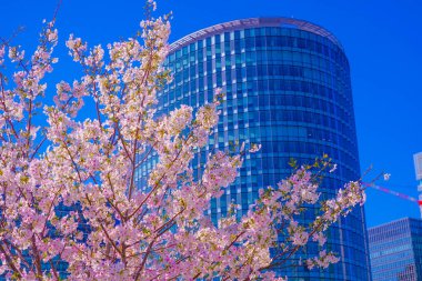 Takashima Mizukadai Park ve kiraz çiçekleri. Çekim yeri: Nishi -ku, Yokohama