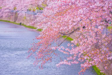 Ooka Nehri gezinti güvertesi Sakura. Çekim yeri: Minami -ku, Yokohama