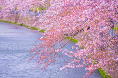 Ooka Nehri gezinti güvertesi Sakura. Çekim yeri: Minami -ku, Yokohama