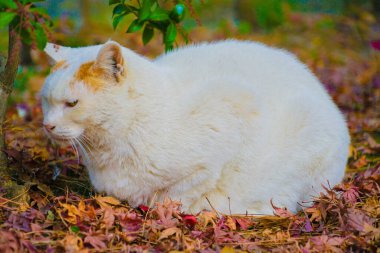 Kedi soğukta kıvrıldı. Çekim yeri: Naka -ku, Yokohama -shi