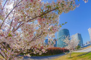 Takashima Mizukadai Park ve kiraz çiçekleri. Çekim yeri: Nishi -ku, Yokohama