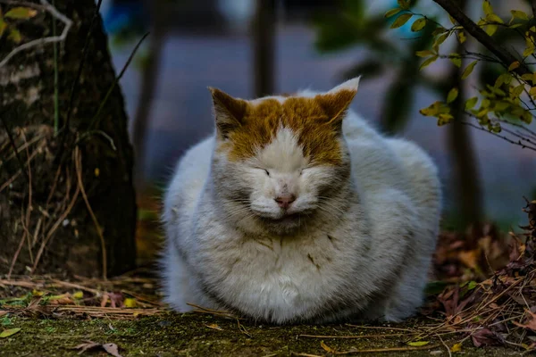 Γάτα Κουλουριασμένη Στο Κρύο Τοποθεσία Λήψης Naka Yokohama Shi — Φωτογραφία Αρχείου