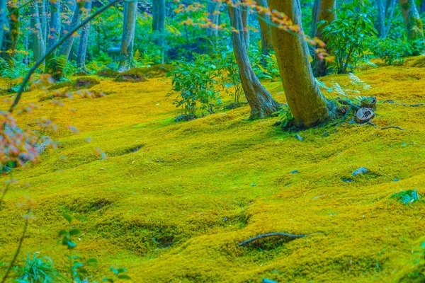 Моссовый Сад Киото Место Съемки Киото — стоковое фото