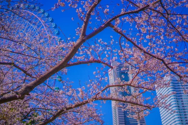 Иокогама Минато Мирай Цветёт Вишня Место Стрельбы Префектура Йокогама Город — стоковое фото
