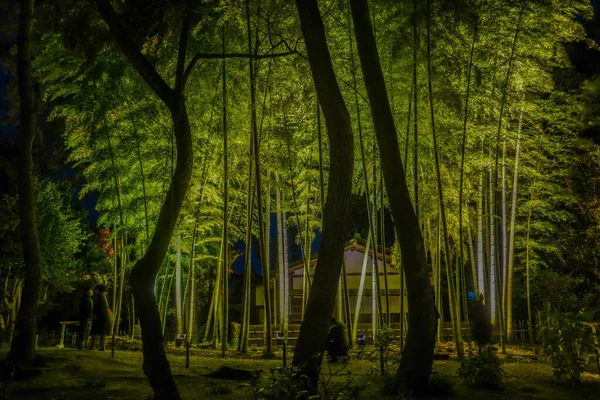 Mnoho Bambusových Hájů Umístění Střelby Kjóto — Stock fotografie