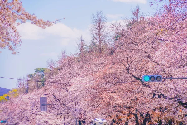 大学通りに桜が咲きます 撮影場所 東京都立川市 — ストック写真