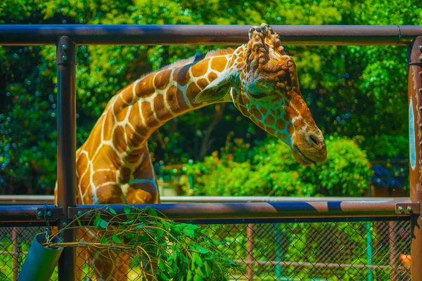 Kirin Nogeyama Zoo Skytteläge Naka Yokohama Shi — Stockfoto