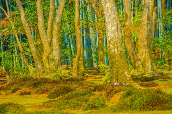 Moss Graved Garden — 스톡 사진