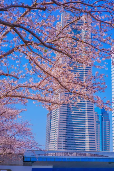 Yokohama Minato Mirai Körsbär Blommar Fotografering Plats Yokohama City Kanagawa — Stockfoto