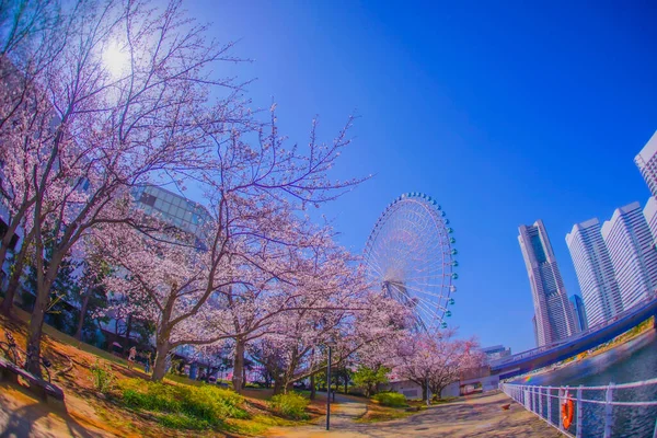 Yokohama Minato Mirai Kiraz Çiçekleri Çekim Yeri Yokohama Şehir Kanagawa — Stok fotoğraf