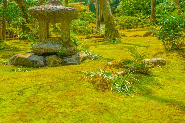 Сад Вирощений Мохами Кіото Місце Зйомок Кіото — стокове фото